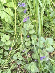 Glechoma hederacea