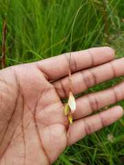 Dierama pumilum