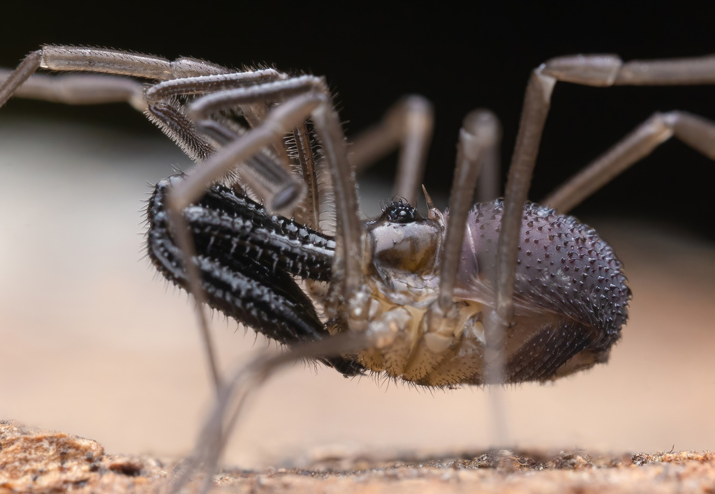 Oskoron spinosus