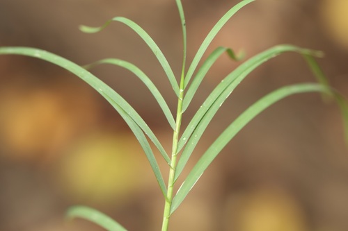 Glyceria striata observed 2026-10-12