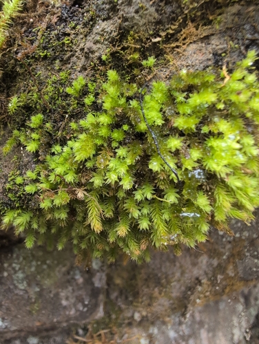 Leptostomum inclinans observed 2026-10-14