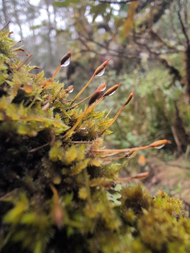 Hollia myrmecoa observed 2026-10-14