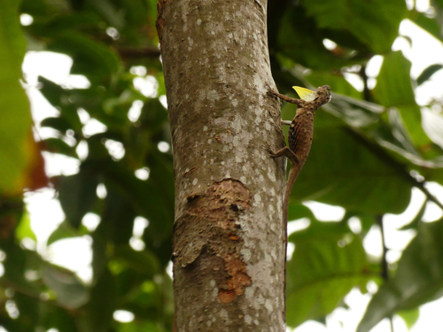 Draco volans observed 2026-10-14