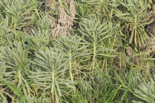 Tournefortia gnaphalodes observed 2026-10-11