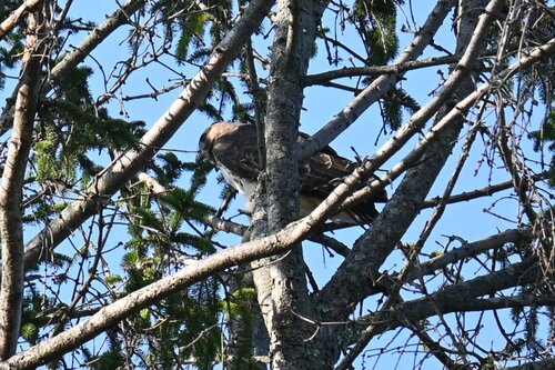 Red-tailed Hawk