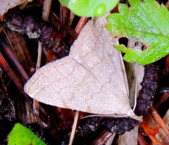 Pechipogo strigilata