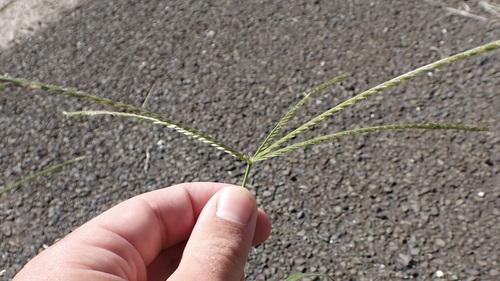 Eleusine indica observed 2026-10-13