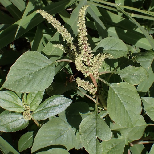 Amaranthus viridis observed 2026-10-13