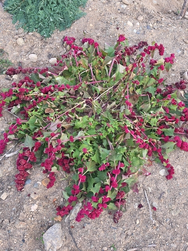 Blitum virgatum observed 2026-10-11
