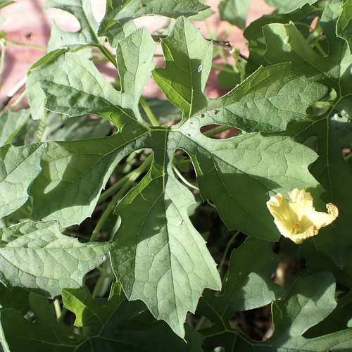 Momordica charantia observed 2026-10-13