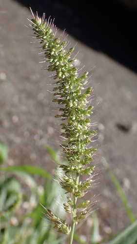Setaria adhaerens observed 2026-10-13