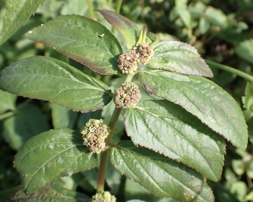 Euphorbia hirta observed 2026-10-13