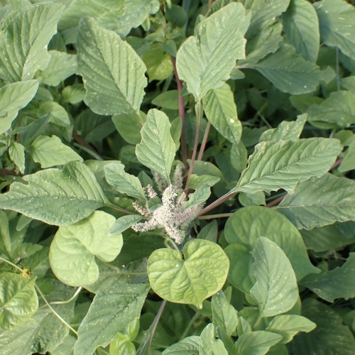 Amaranthus viridis observed 2026-10-13