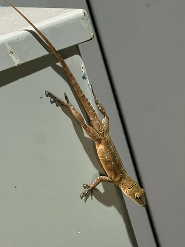 Brown Anole