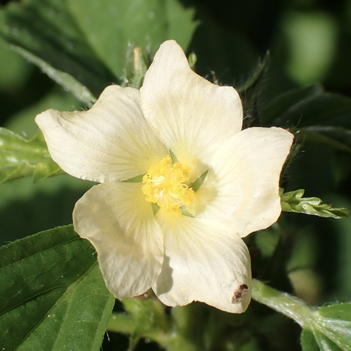 Malvastrum coromandelianum observed 2026-10-13