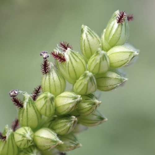 Echinochloa colonum observed 2026-10-13