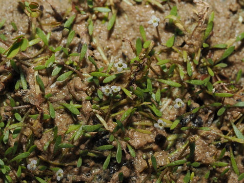 Glossostigma diandrum observed 2026-10-07
