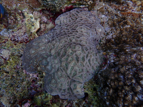 Oulophyllia observed 2026-10-13