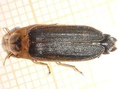 Lamprohiza boieldieui