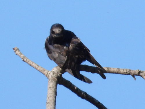 Purple Martin observed by cwood