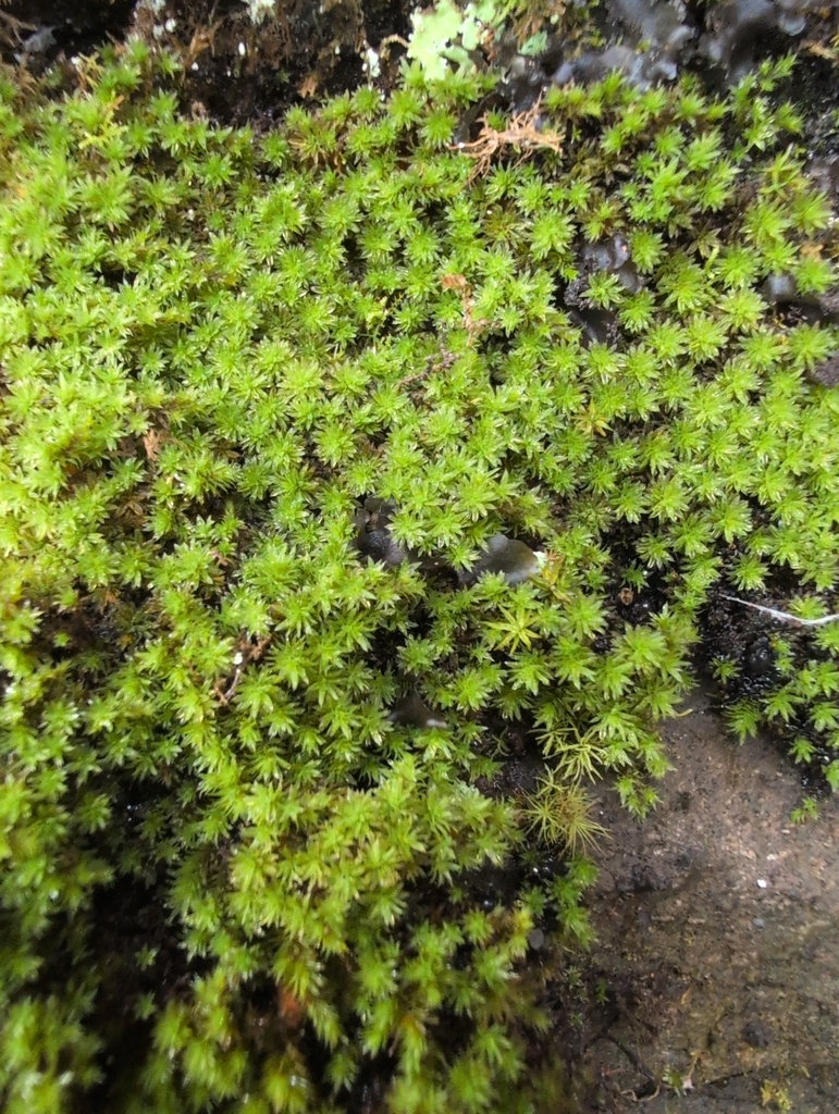 Codonoblepharon minutum