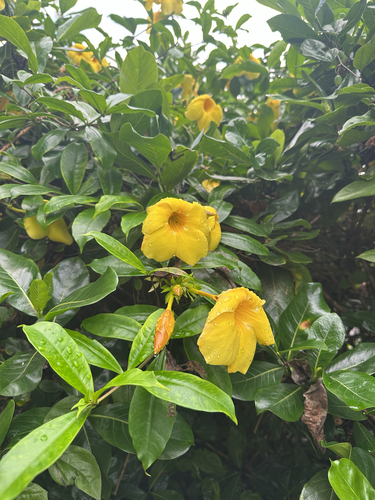 Allamanda cathartica observed 2026-10-13