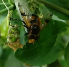 Volucella inflata