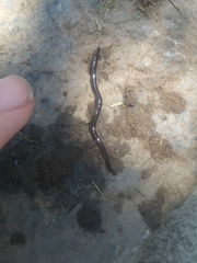 Lumbricus terrestris