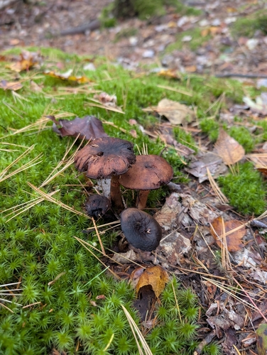 Webcaps