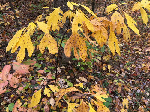 sassafras