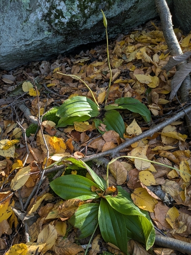 Cypripedium acaule, 2026-10-13