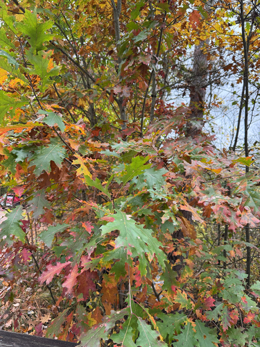 northern red oak