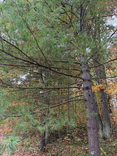 eastern white pine