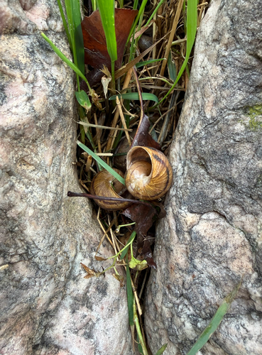 Garden Snail