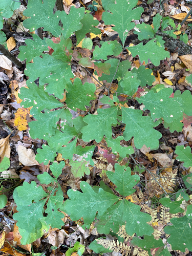 white oak