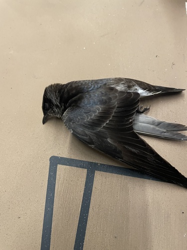 Purple Martin observed by noammarkus