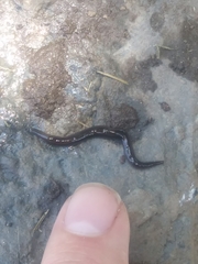 Lumbricus terrestris