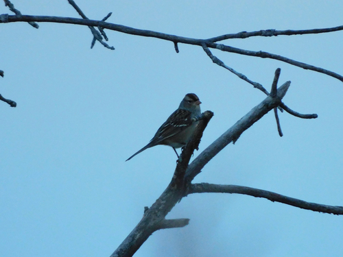 White-crowned Sparrow