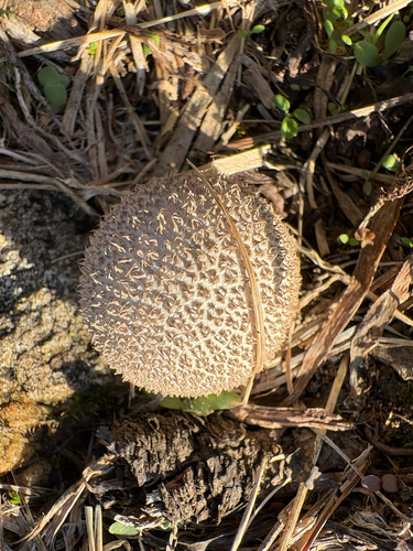 Lycoperdon marginatum observed 2026-10-13