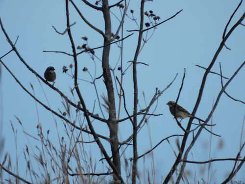 White-throated Sparrow