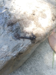 Lumbricus terrestris