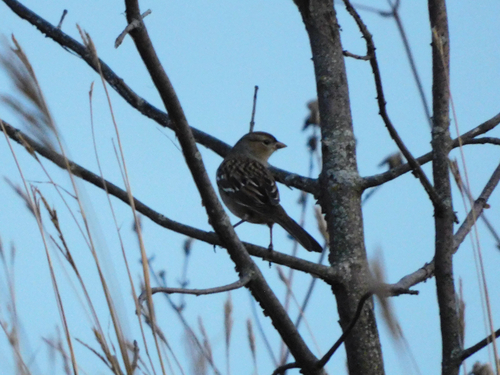 White-crowned Sparrow