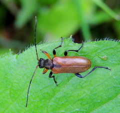 Cortodera femorata