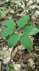 Croomia pauciflora