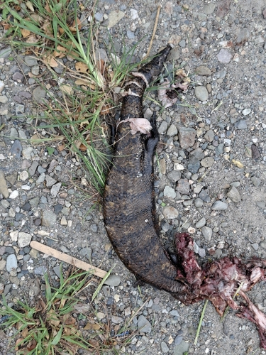 Tiliqua gigas observed 2026-10-14