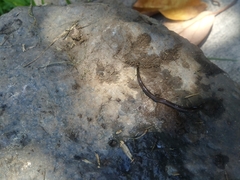 Lumbricus terrestris