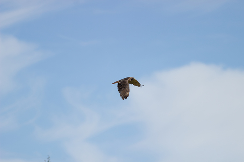 Red-tailed Hawk