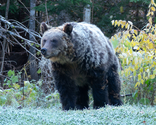 Grizzly Bear sighting near Lardeau River