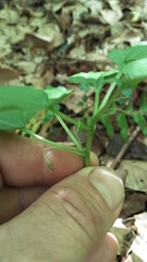 Croomia pauciflora