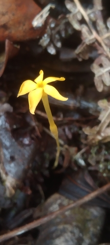 Exacum observed 2026-10-13